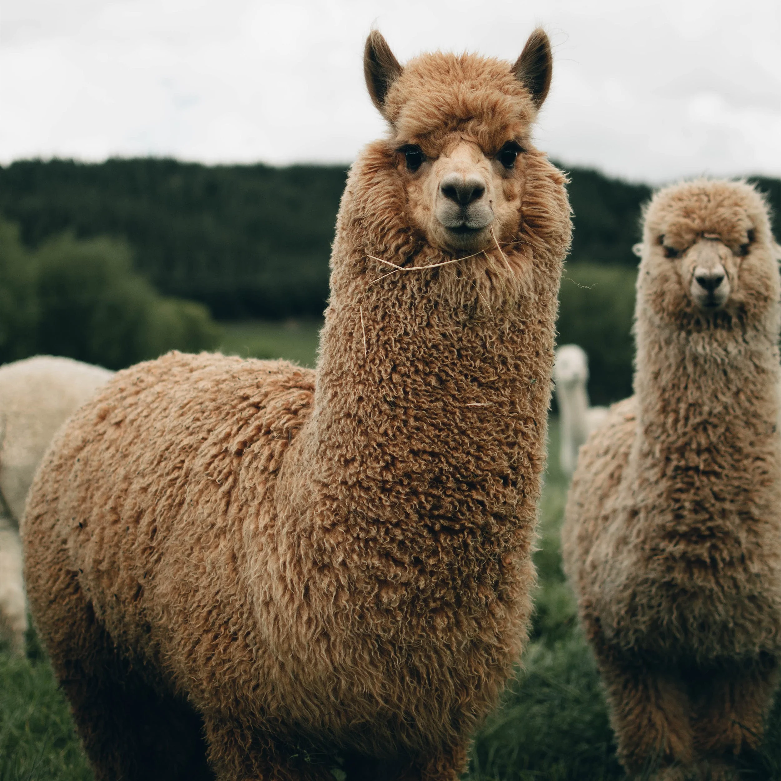 Alpaca Dryer Balls ( 3 pack ) - Image 5