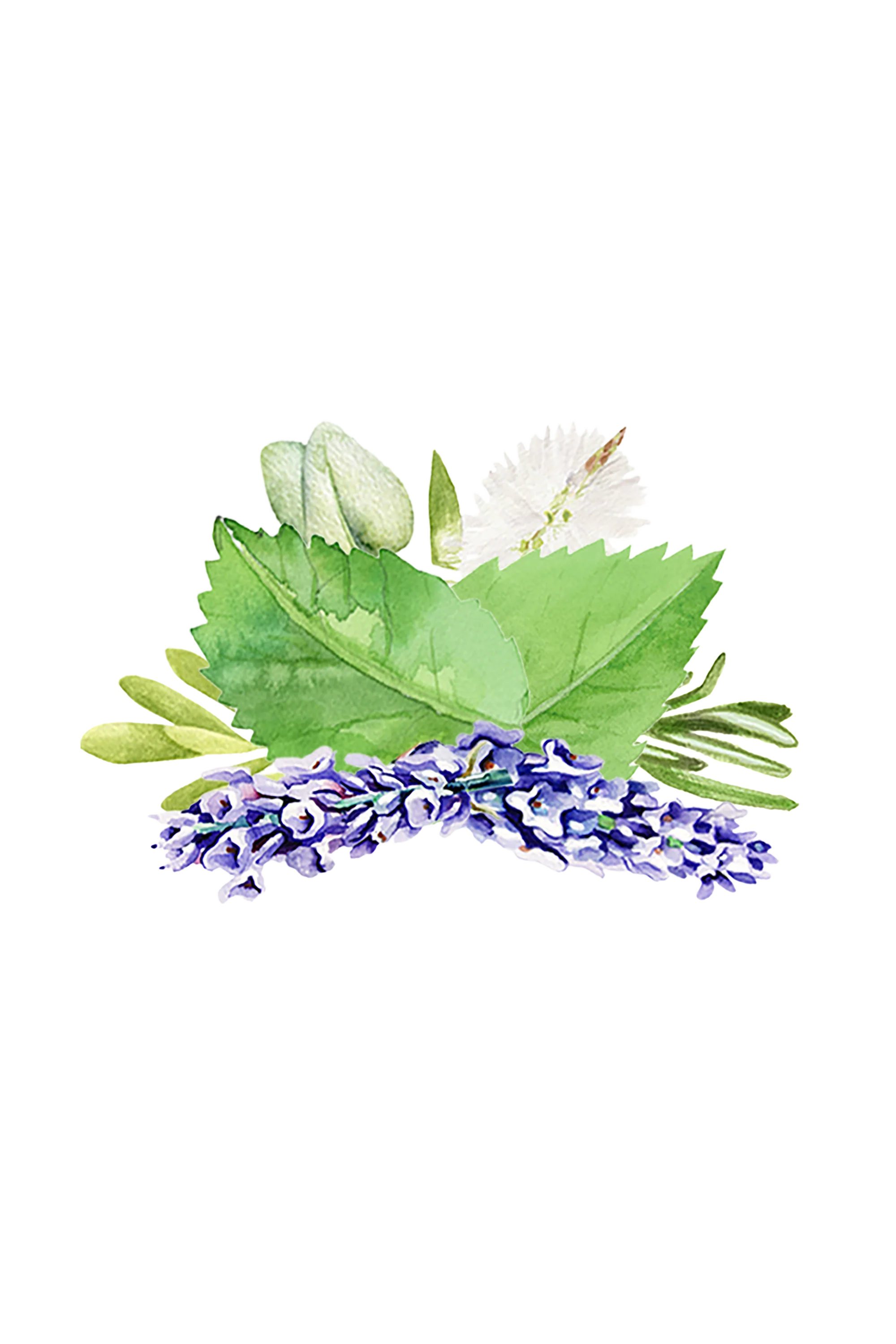 Aromatherapy Blend of Essential Oil - Image 2