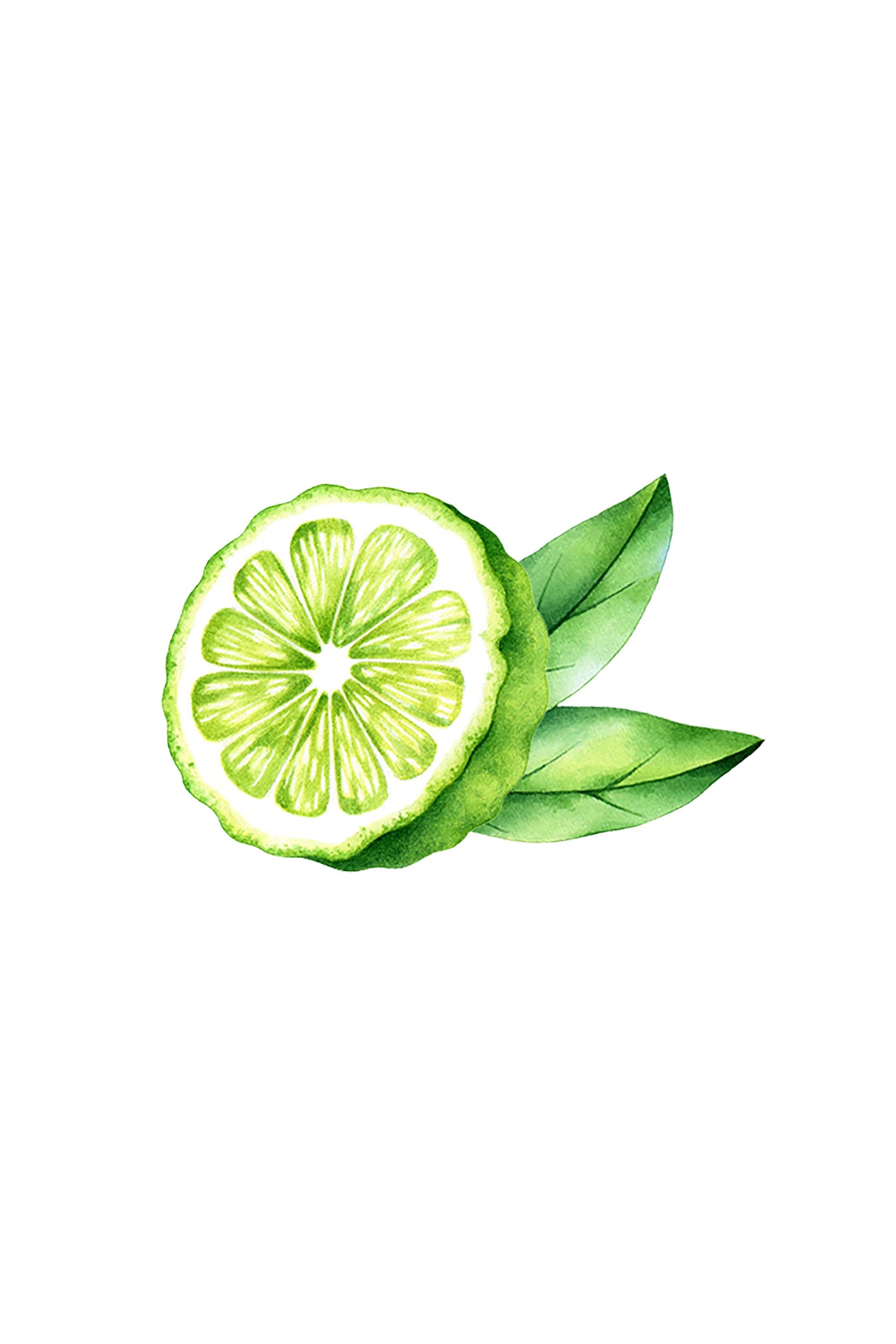 Bergamot Essential Oil - Image 2