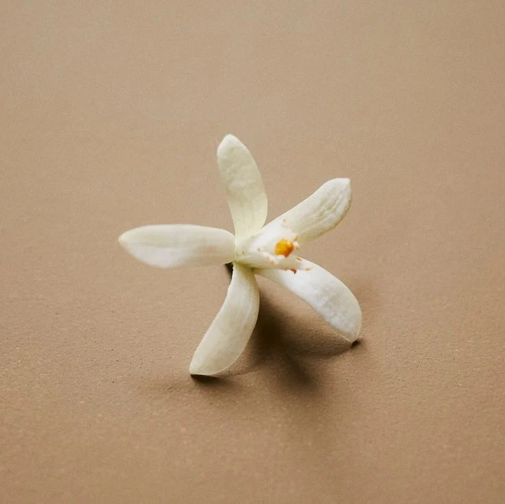 Botanical Scent Balms - Stick - Image 3