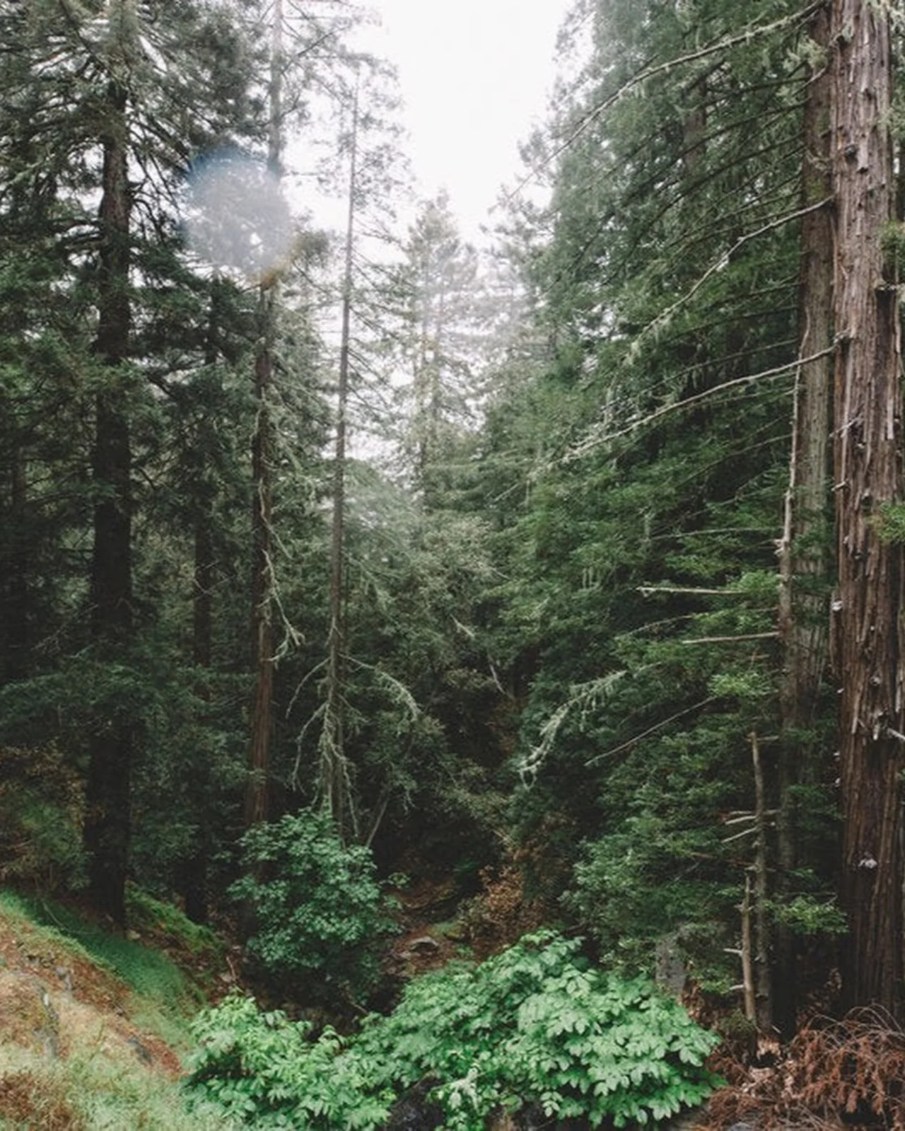 Cascade Forest Bar Soap 3-Pack - Image 2