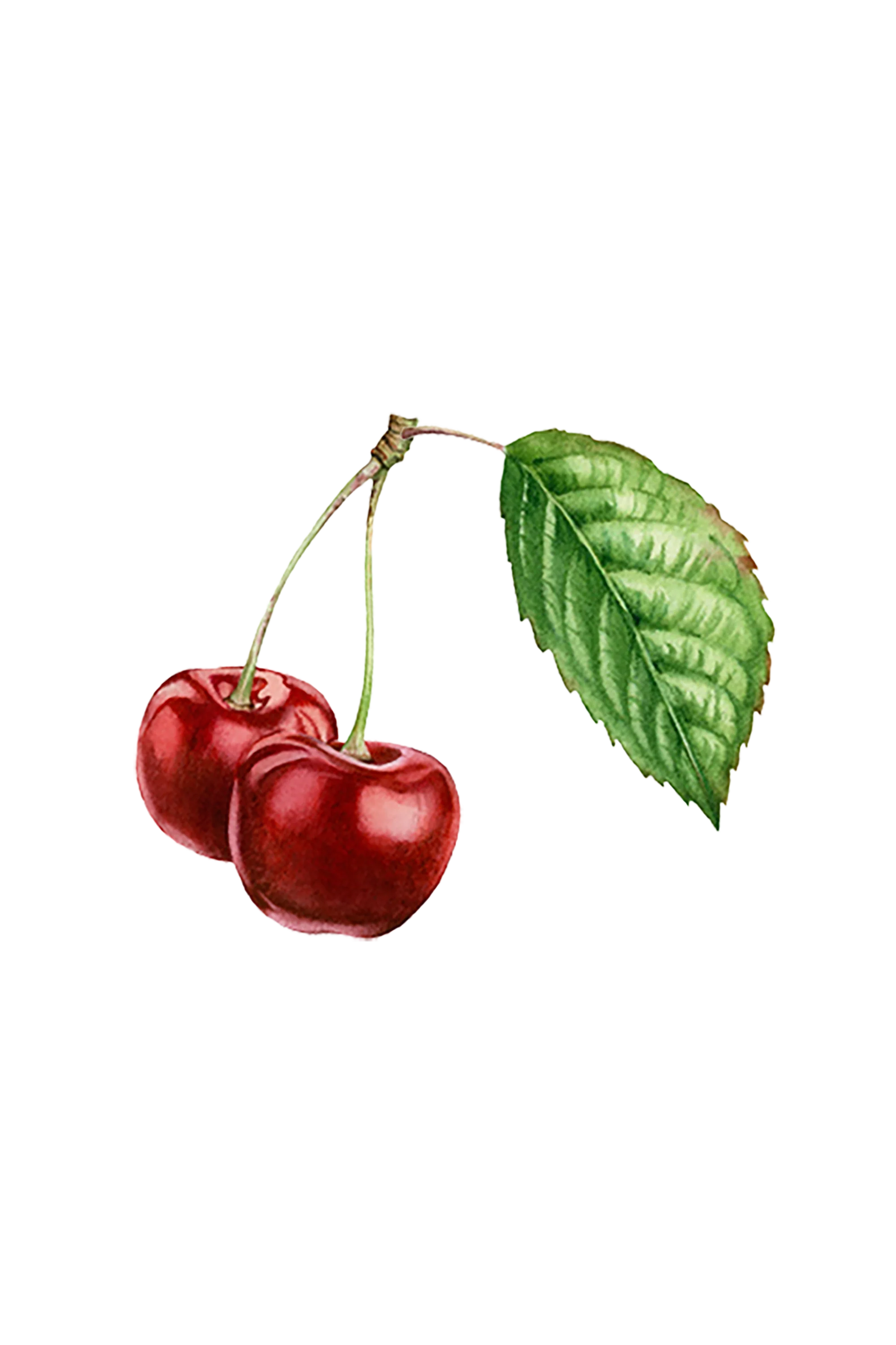 Cherry (Bitter Almond) Essential Oil - Image 2