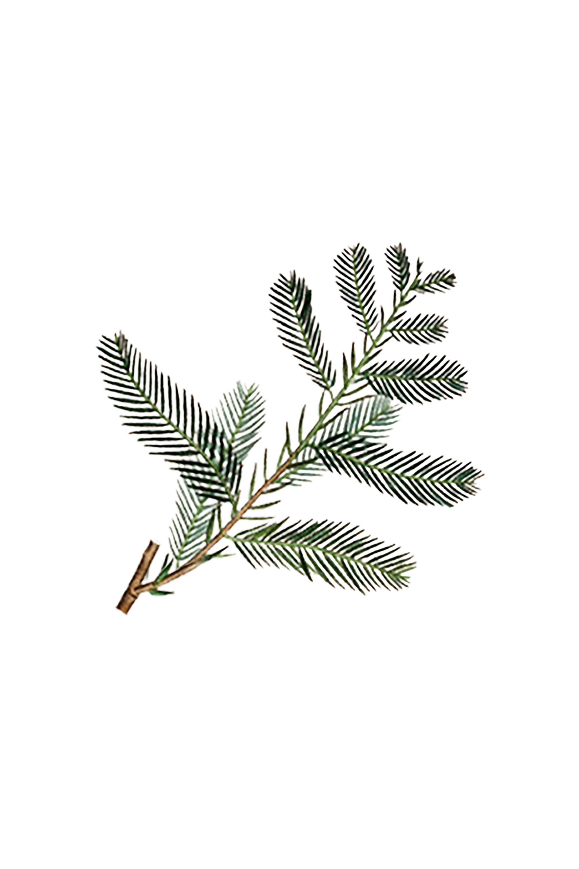 Cypress Essential Oil - Image 2