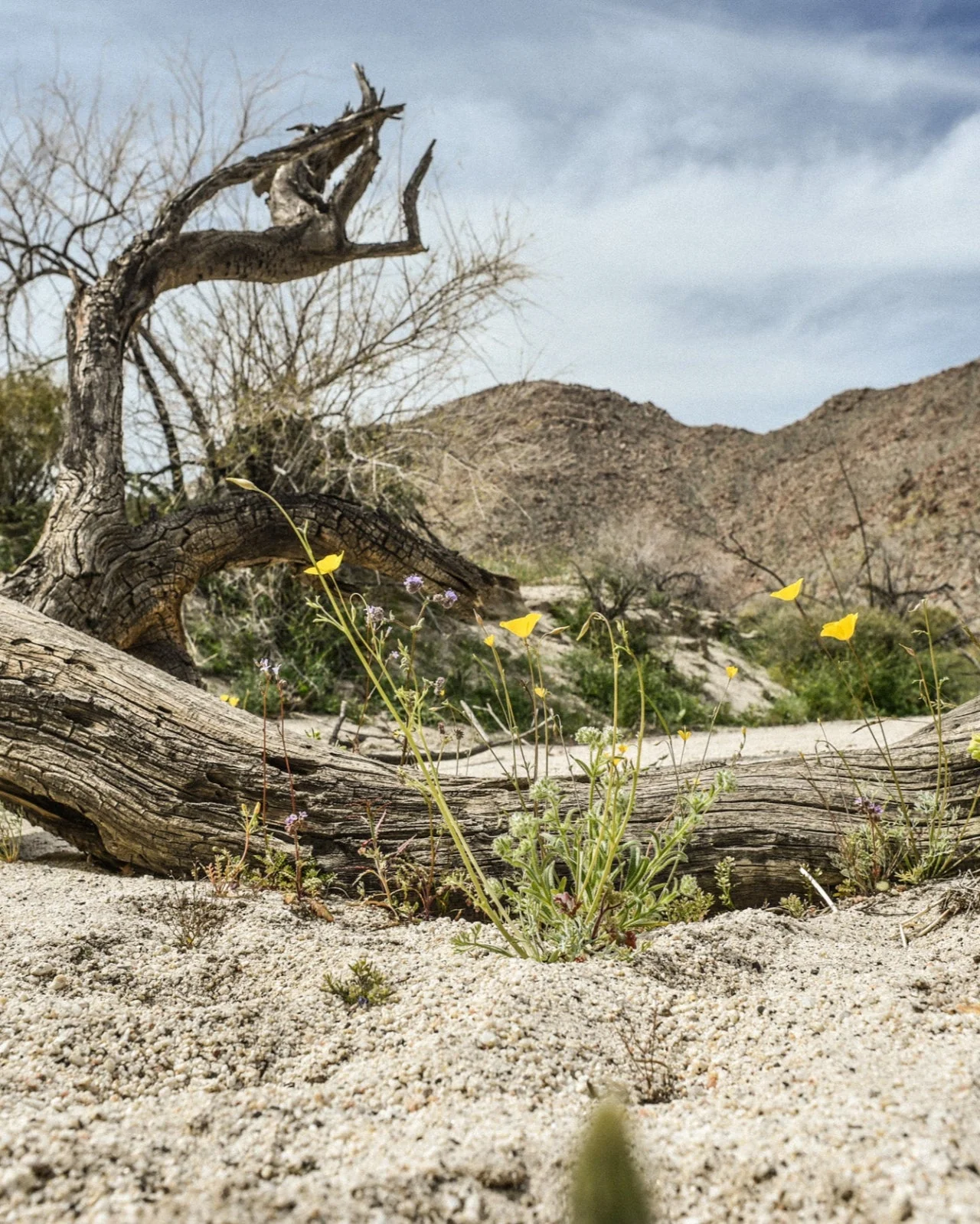 Desert Cedar Essential Oil Candle - Image 3
