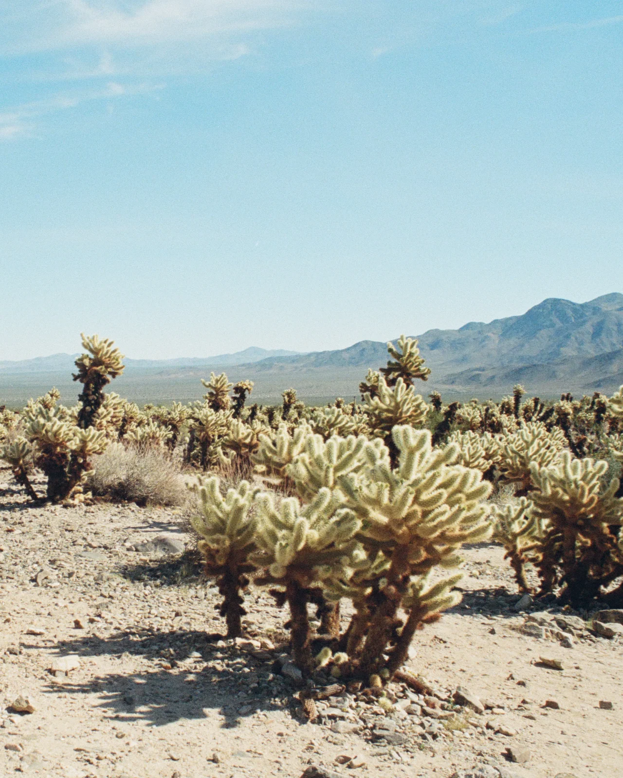 Desert Wilderness Cologne - Image 4