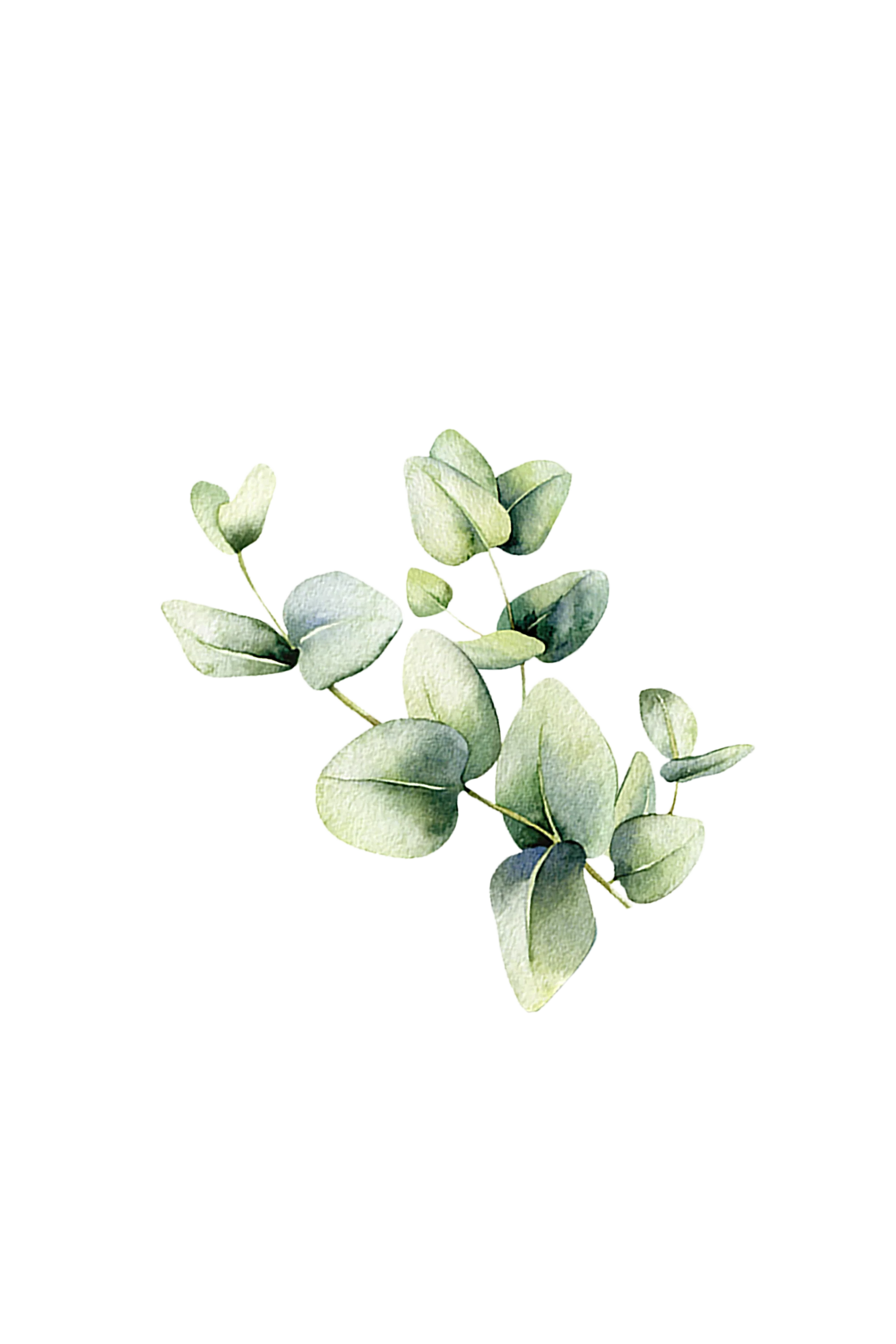 Eucalyptus Essential Oil - Image 2