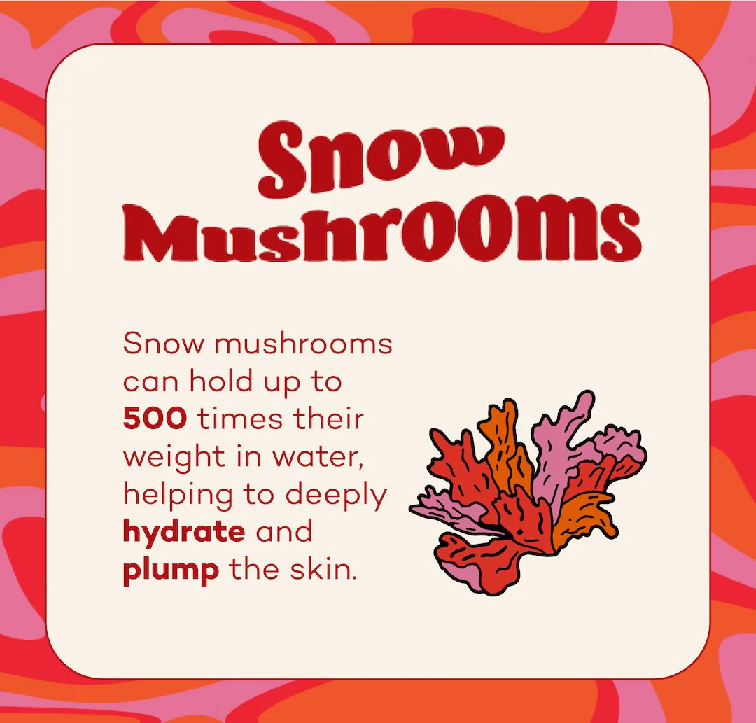 Fungdation - Reishi Mushroom Foundation - Image 5