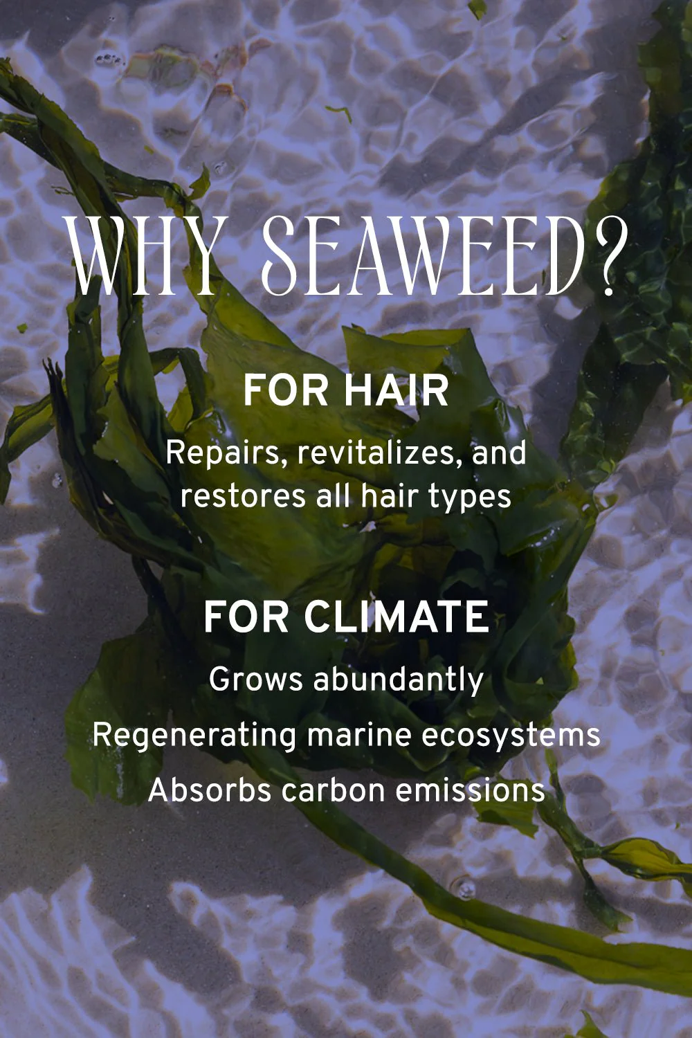 Hair & Scalp Serum | Hydration & Shine - Image 5