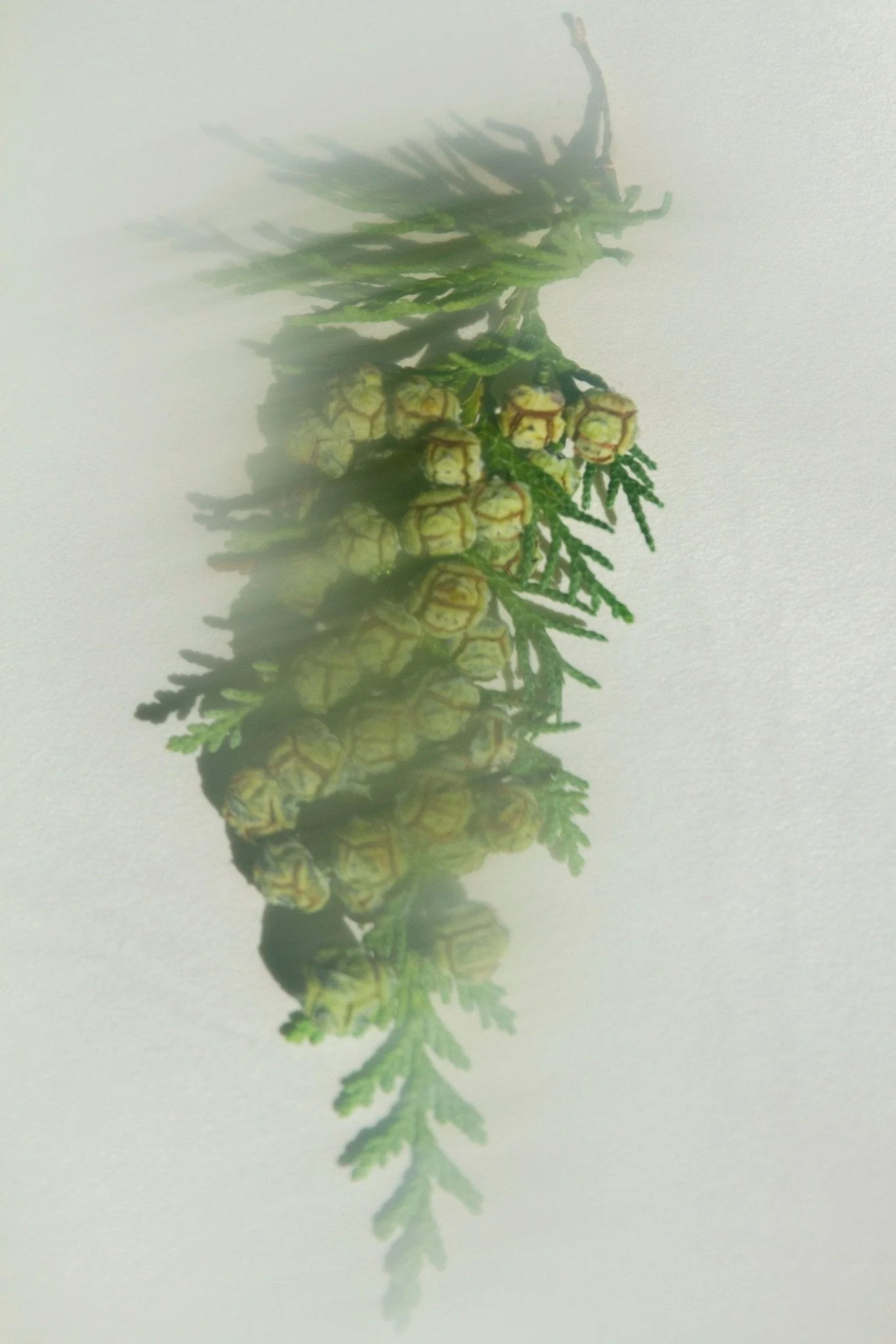 Hiba Wood & Red Cedar Leaf – Grounding Perfume Mist (Water-Based, Updated) - Image 2