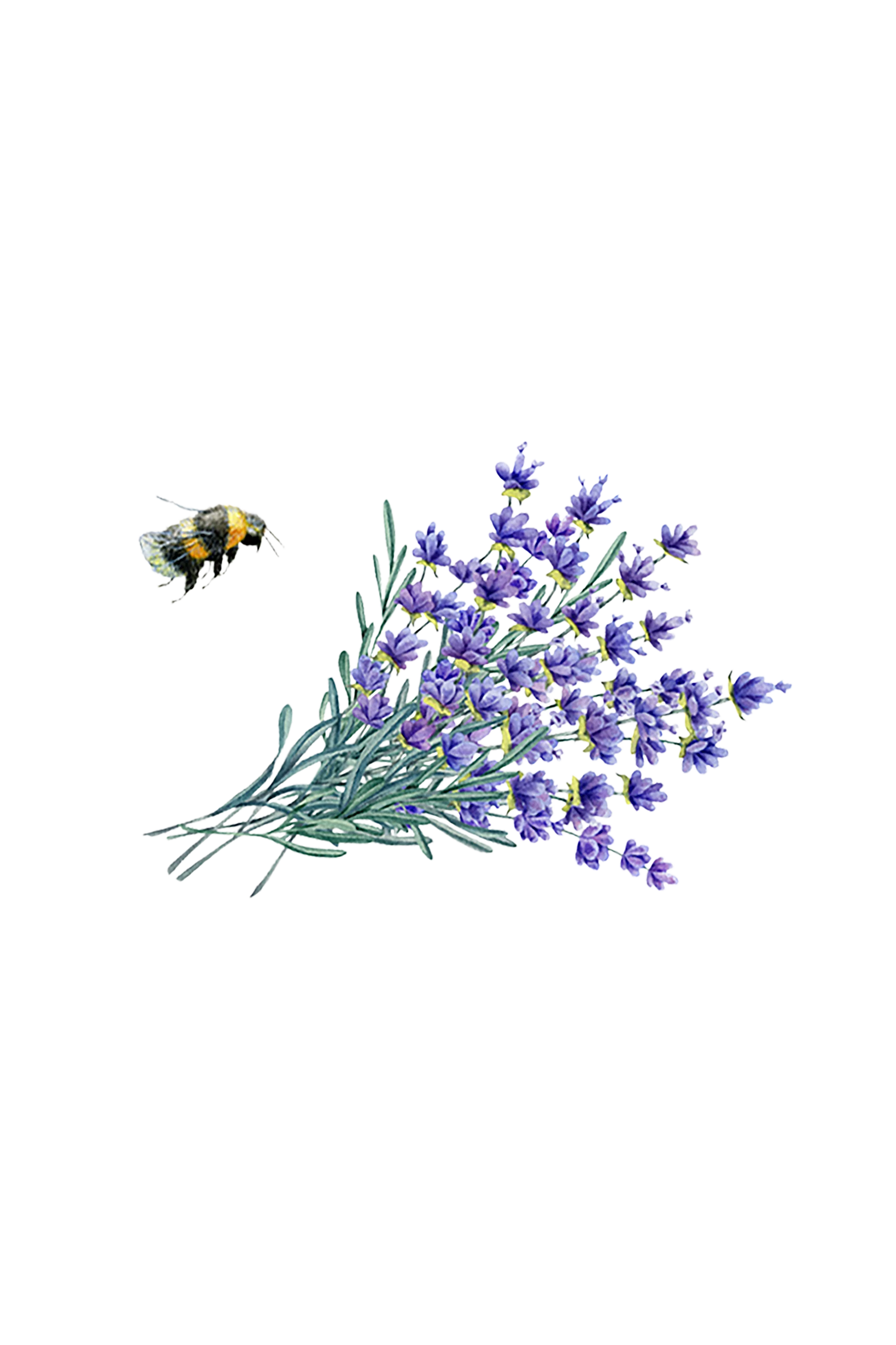 Laundry Detergent | Lavender - Image 2