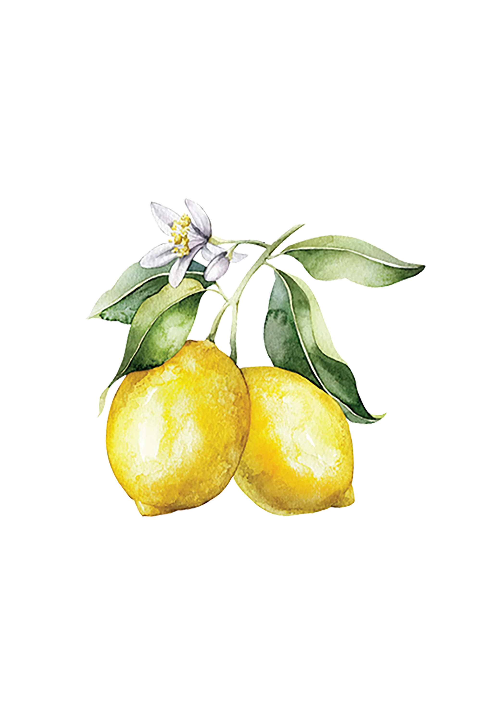 Lemon Essential Oil - Image 2