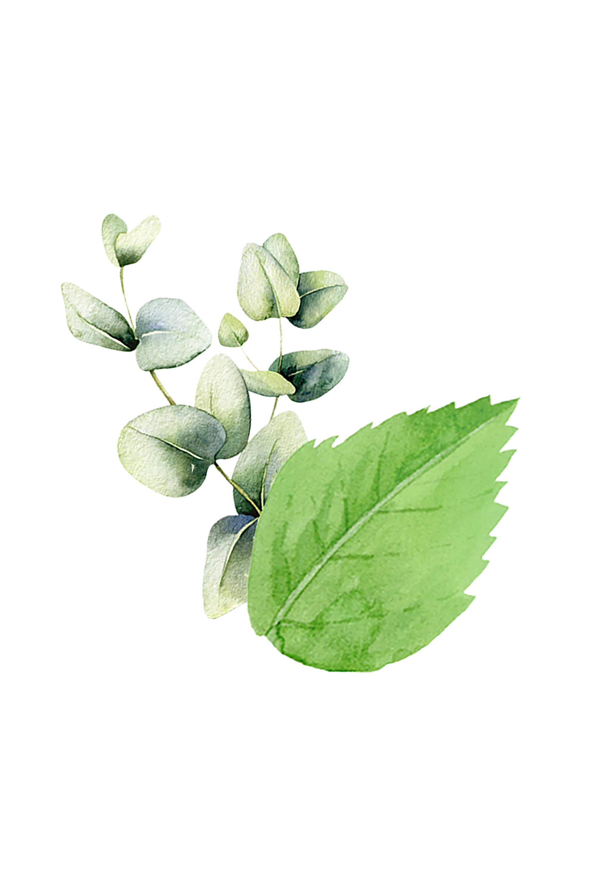 Mint & Eucalyptus Essential Oil Blend - Image 2