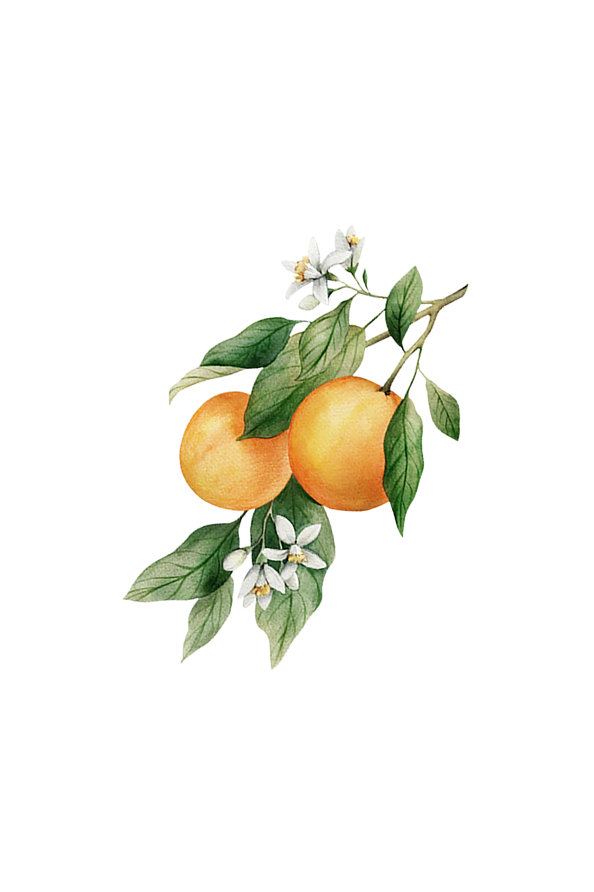 Orange Essential Oil - Image 2