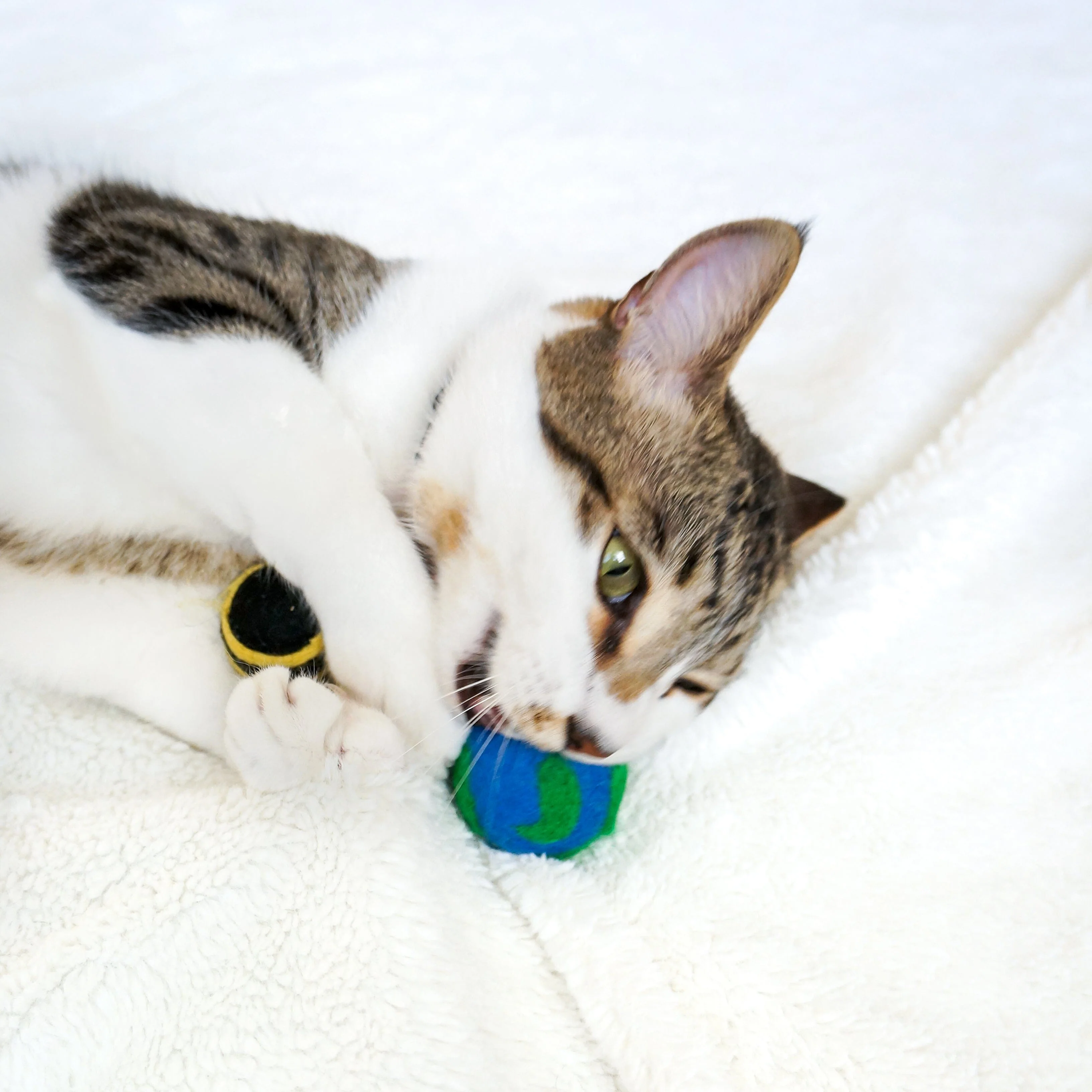 Paws For The Planet - Set of 3 - Image 3