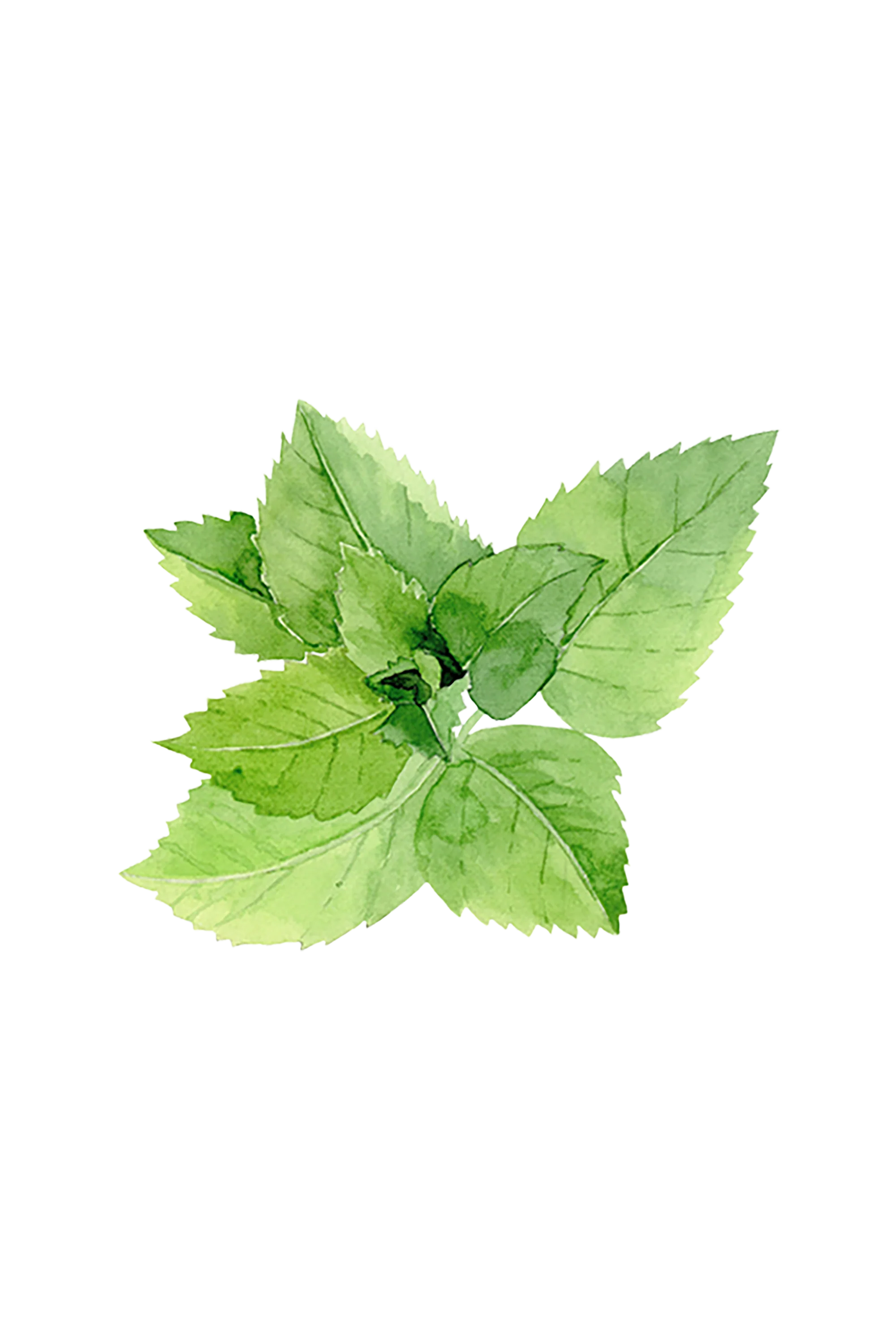 Peppermint Essential Oil - Image 2