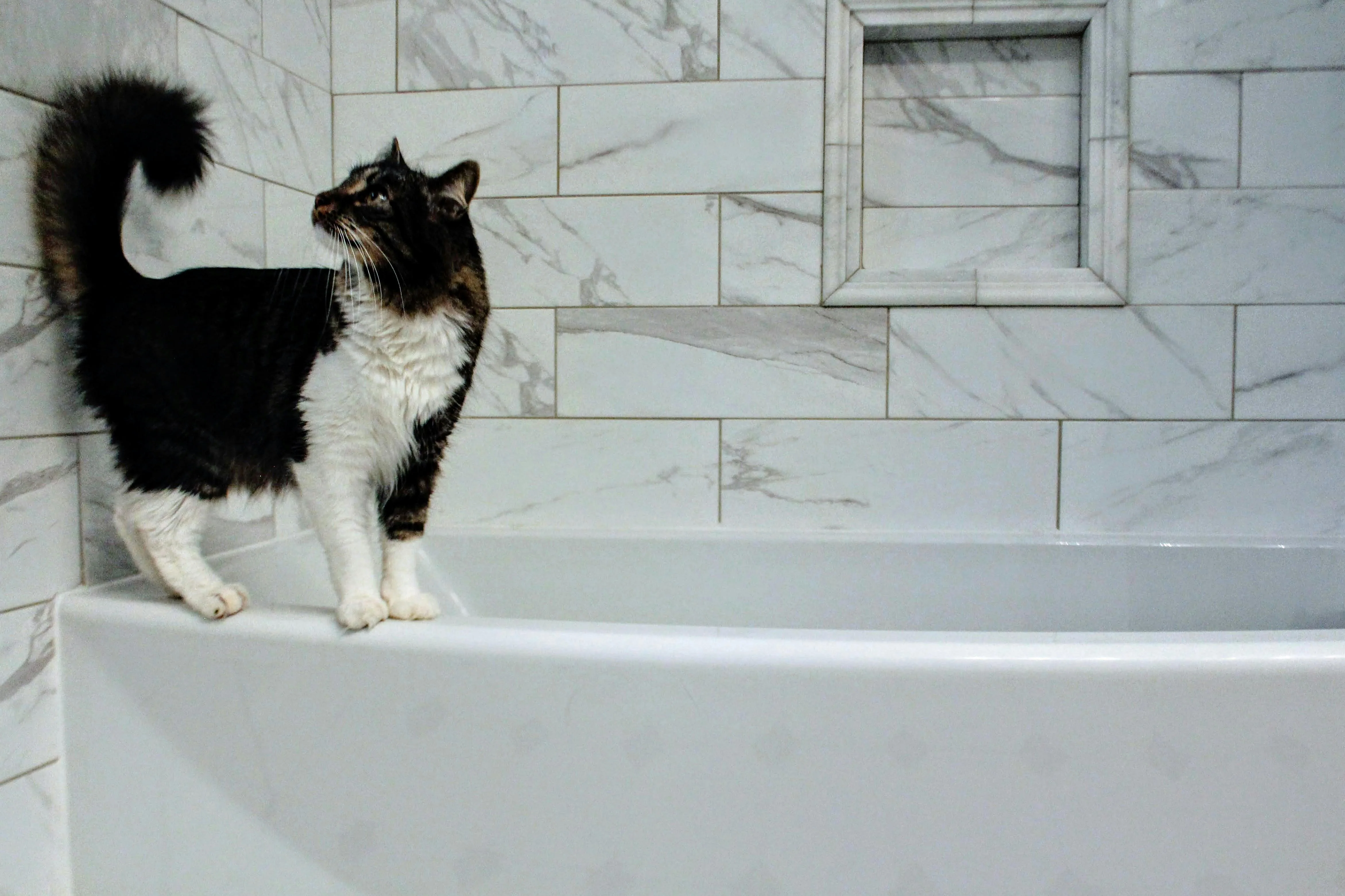 Pet Conditioner | Detangling & Softening | Unscented - Image 3