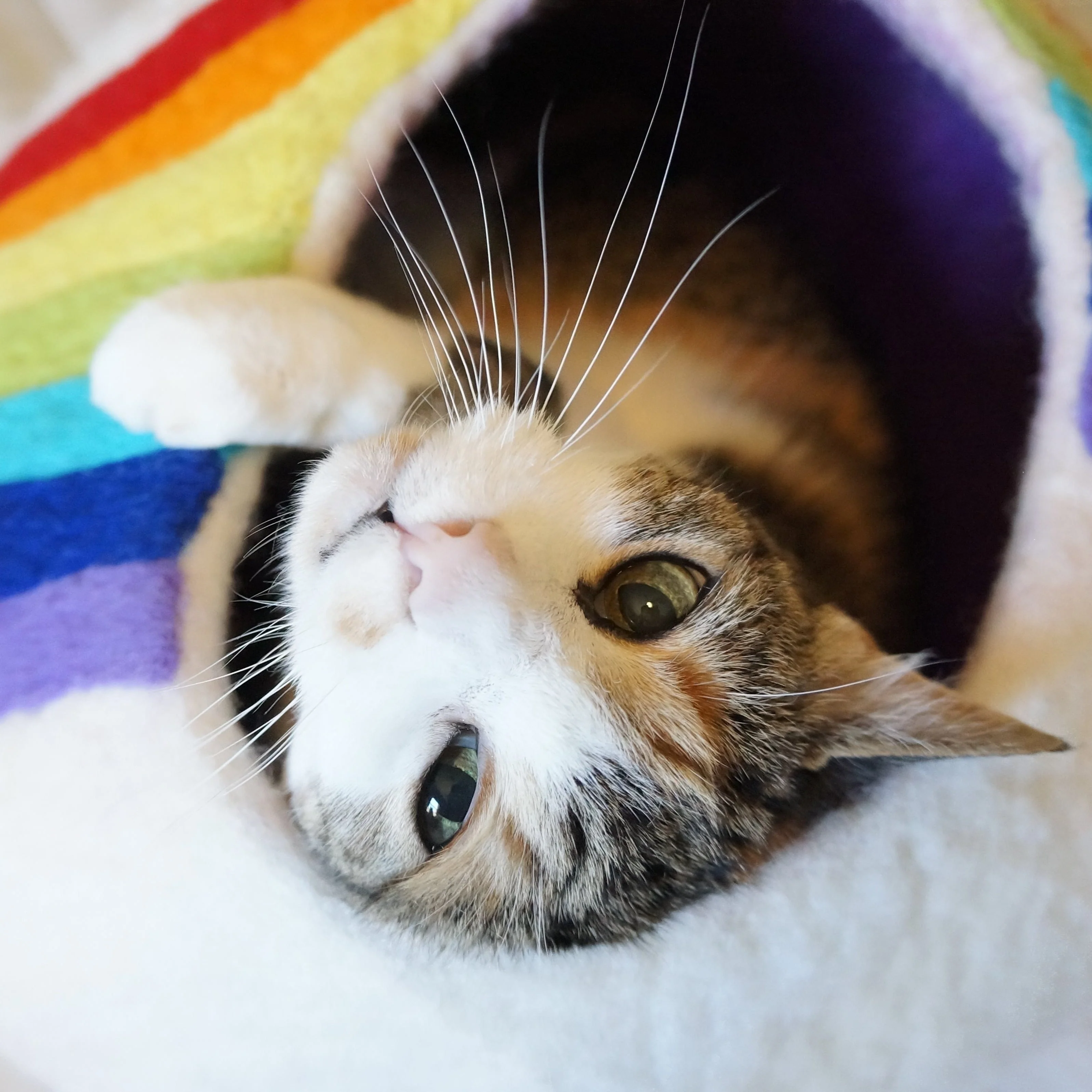 Rainbow Eco Kitty Cave - Image 3