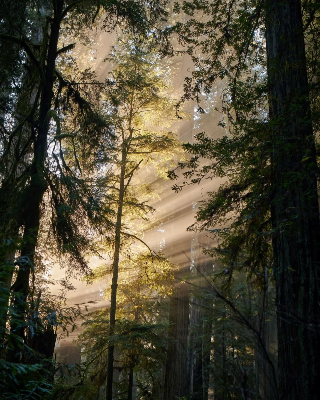 Redwood Mist Essential Oil Candle - Image 5