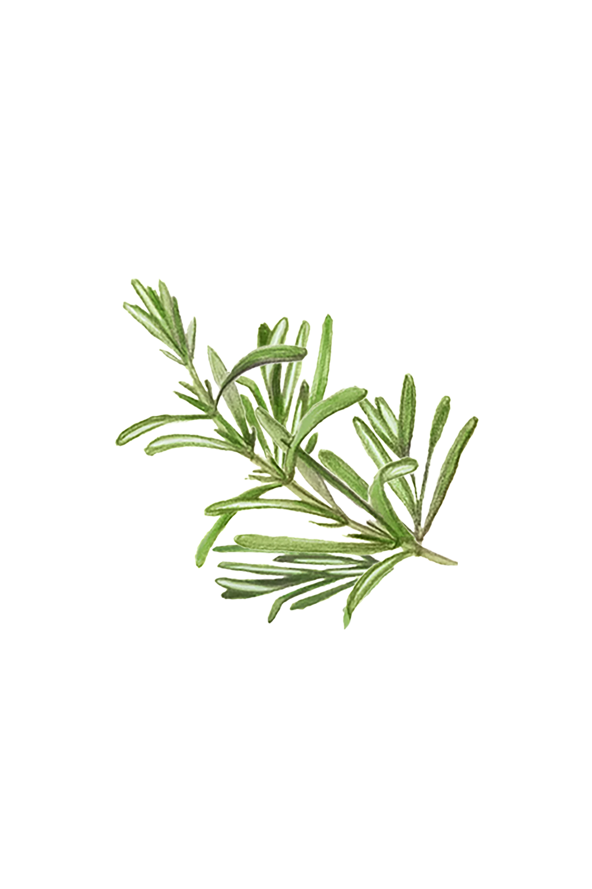 Rosemary Essential Oil - Image 2