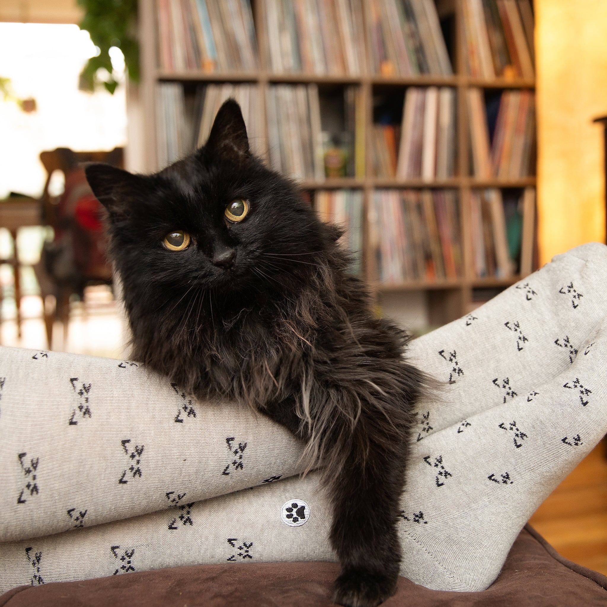 Save Cats Gift Box - Image 3