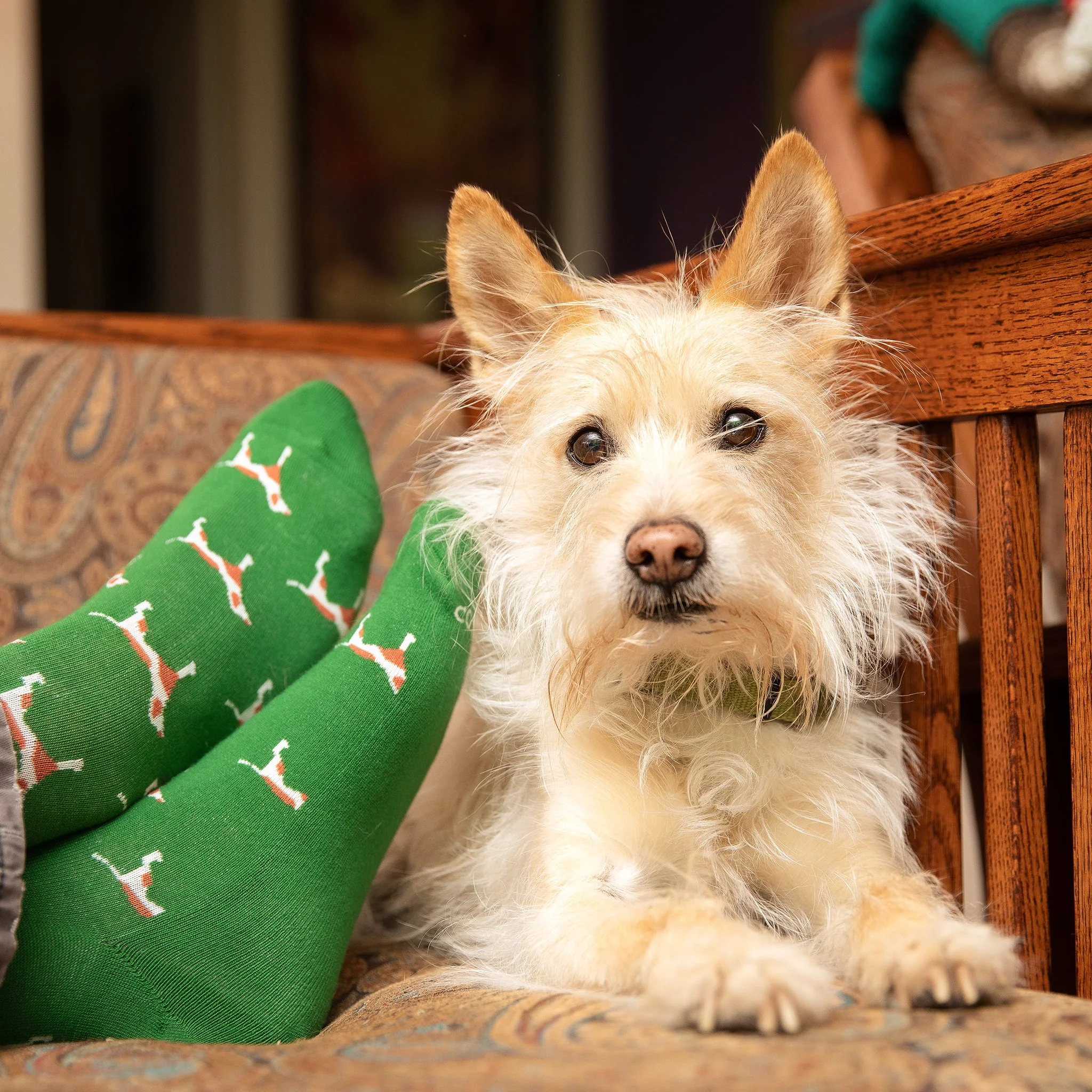 Save Dogs Gift Box - Image 3