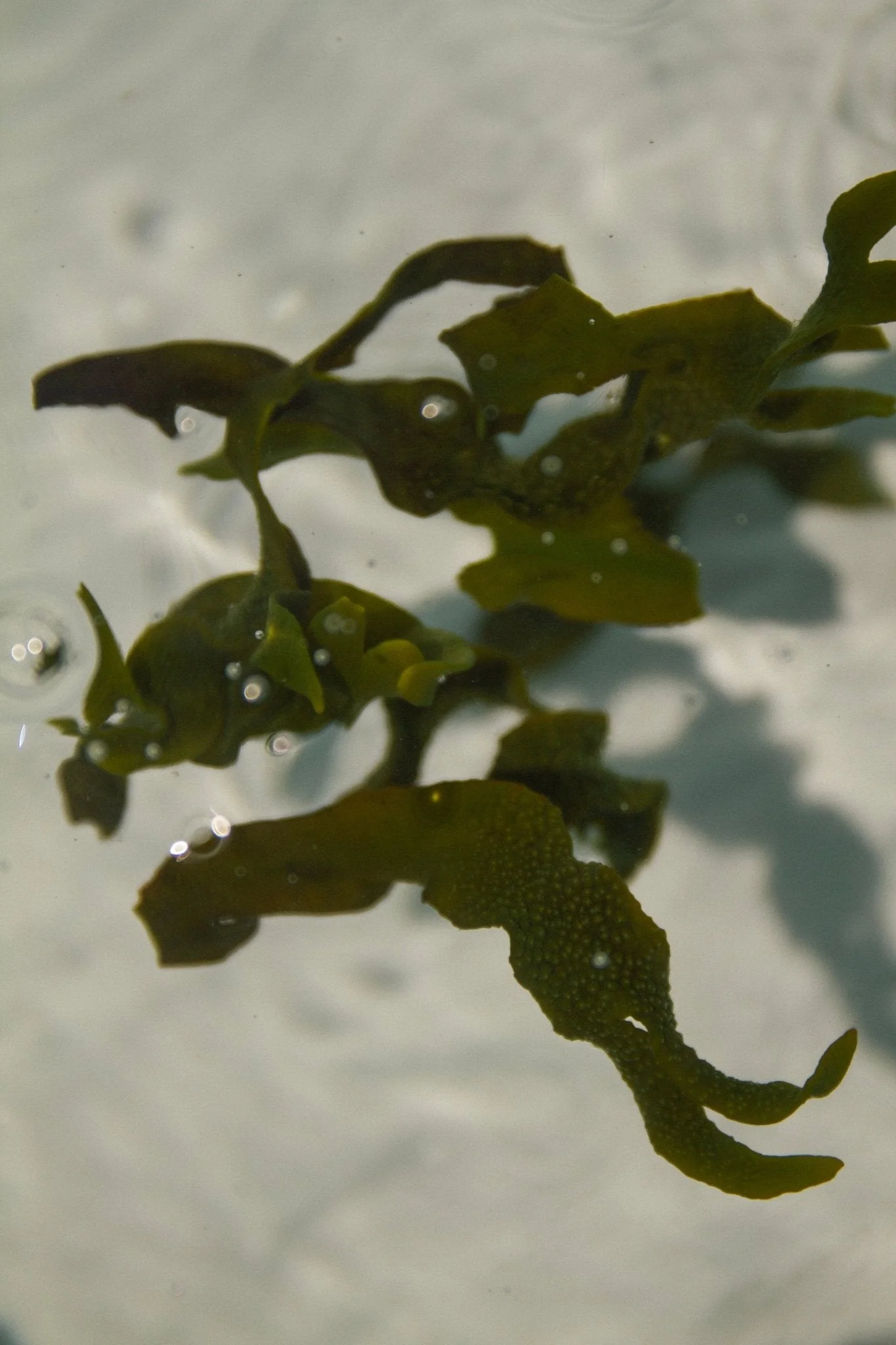 Sea Change Seaweed Bar – Neroli & Bladderwrack for Mineral-Rich Cleansing - Image 6