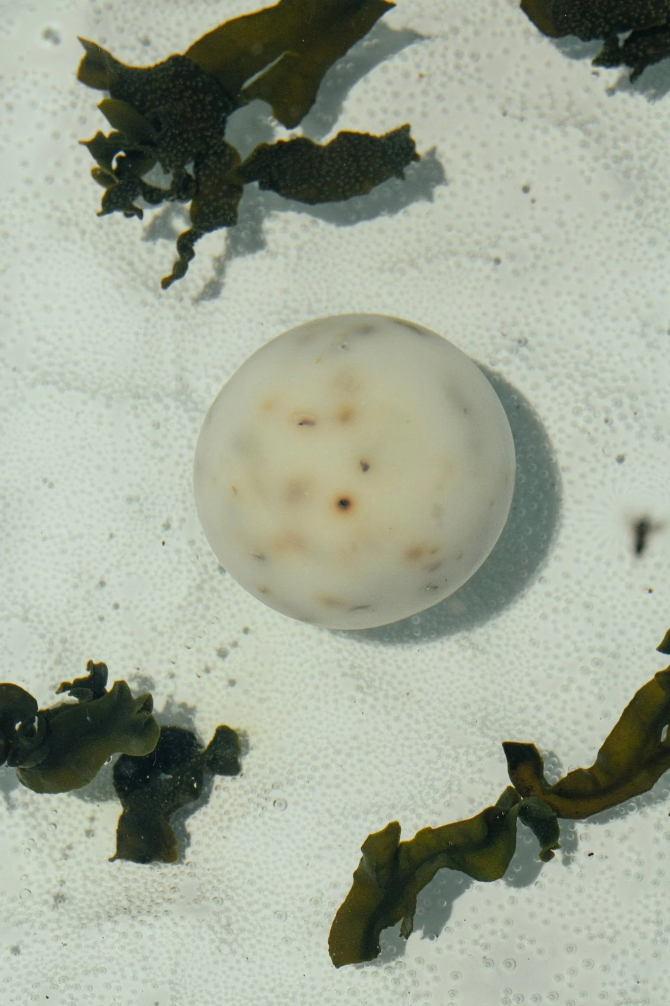 Sea Change – Seaweed Sphere Soap | Bladderwrack & Neroli - Image 3