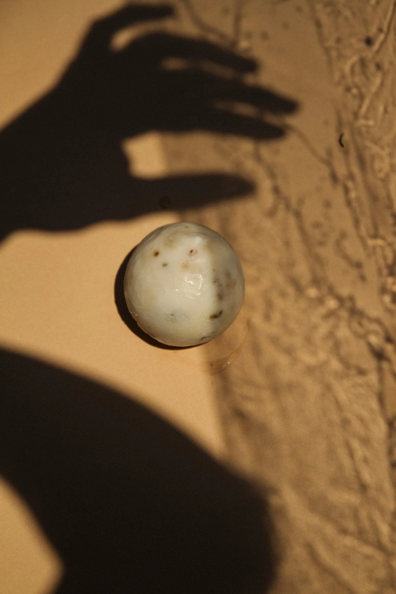 Sea Change – Seaweed Sphere Soap | Bladderwrack & Neroli - Image 6