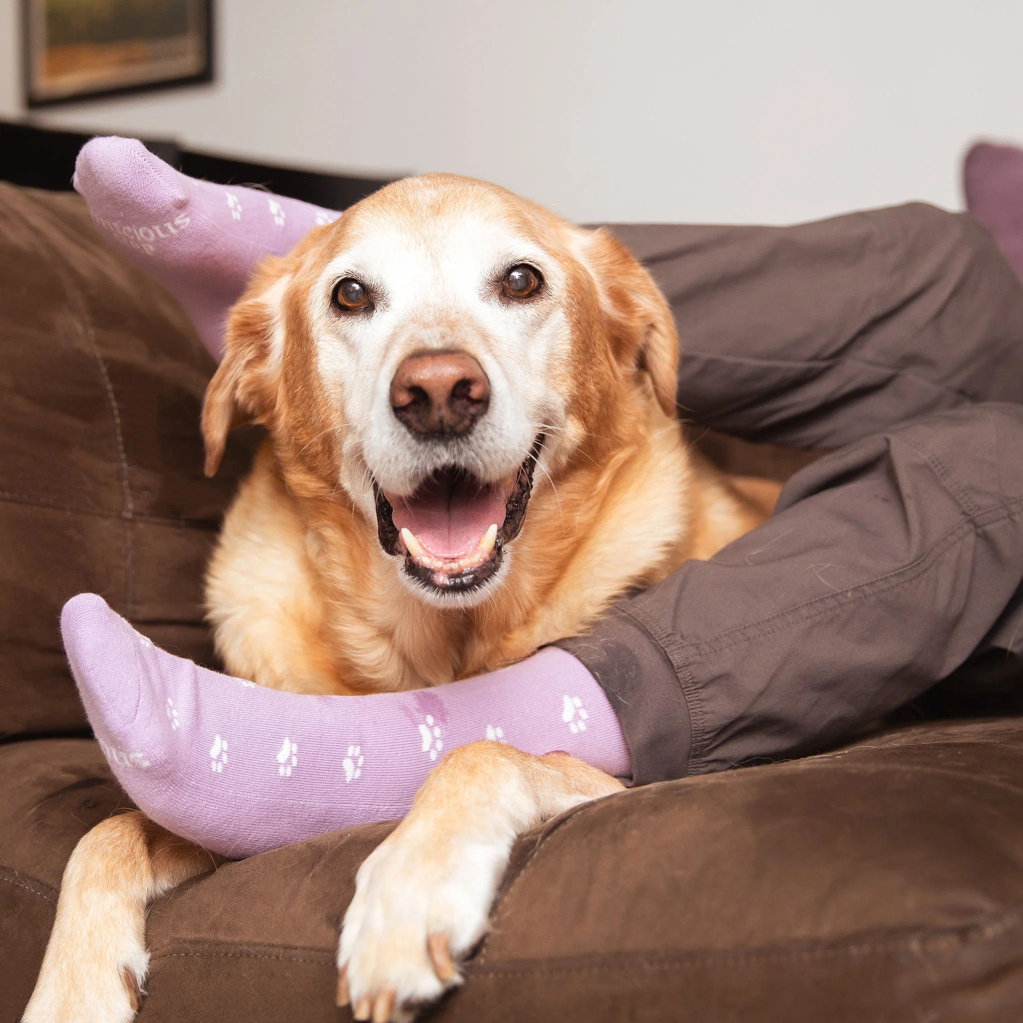 Socks that Save Dogs - Image 3