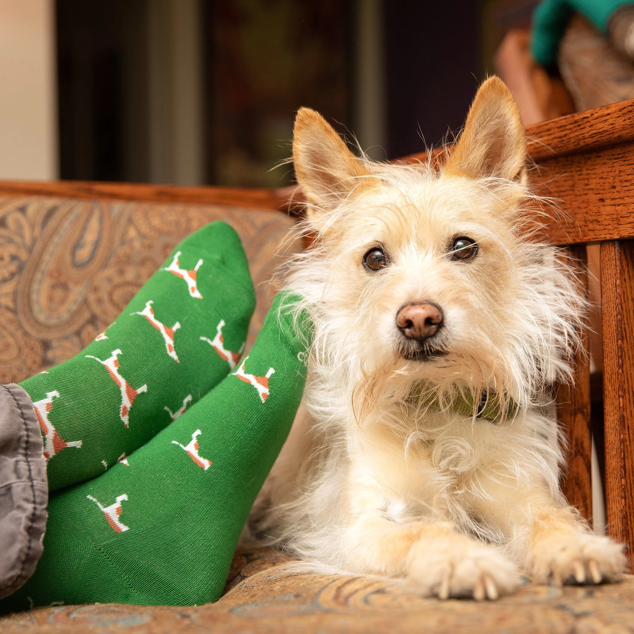 Socks that Save Dogs - Image 3