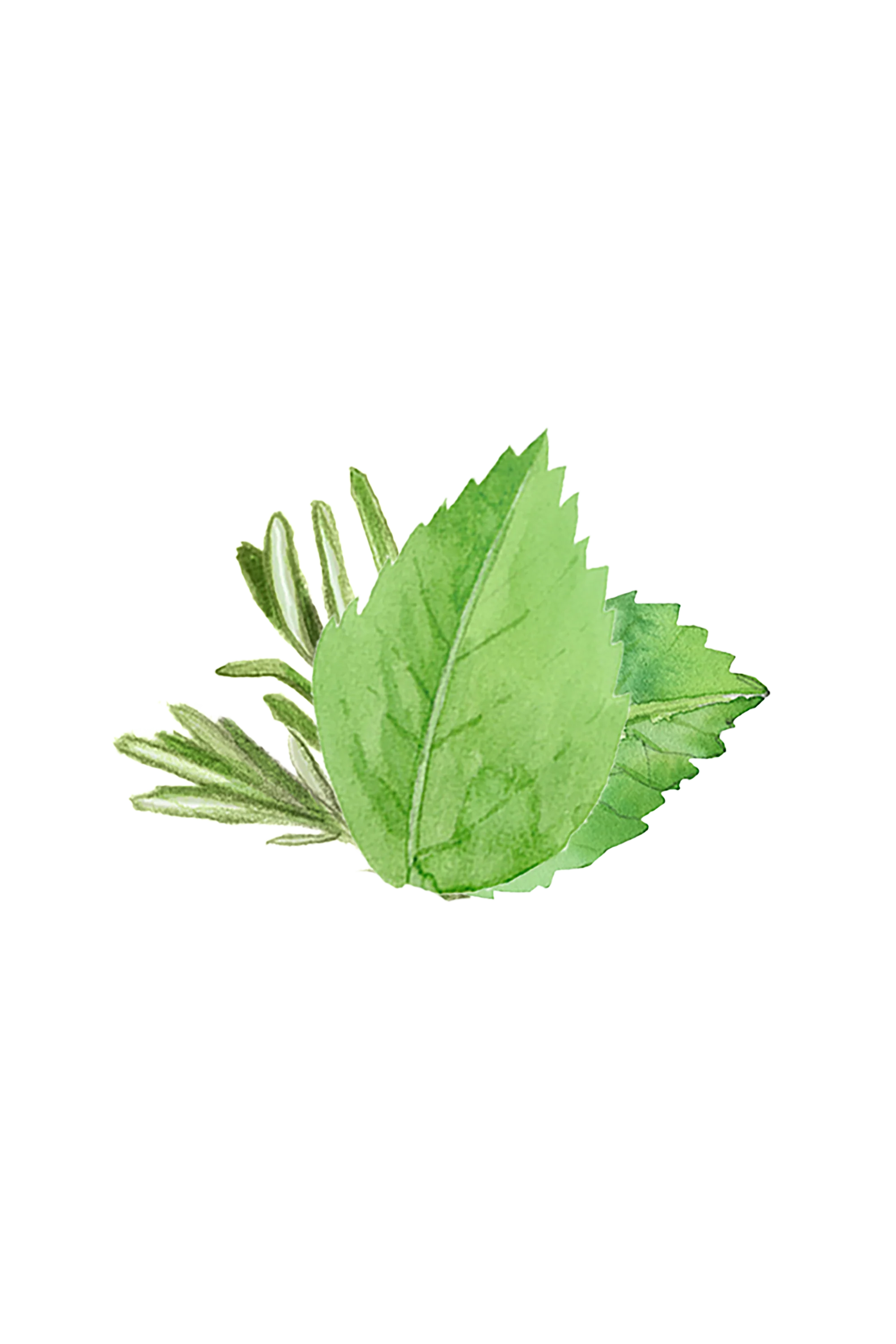 Soothing Shampoo | Rosemary & Mint - Image 2