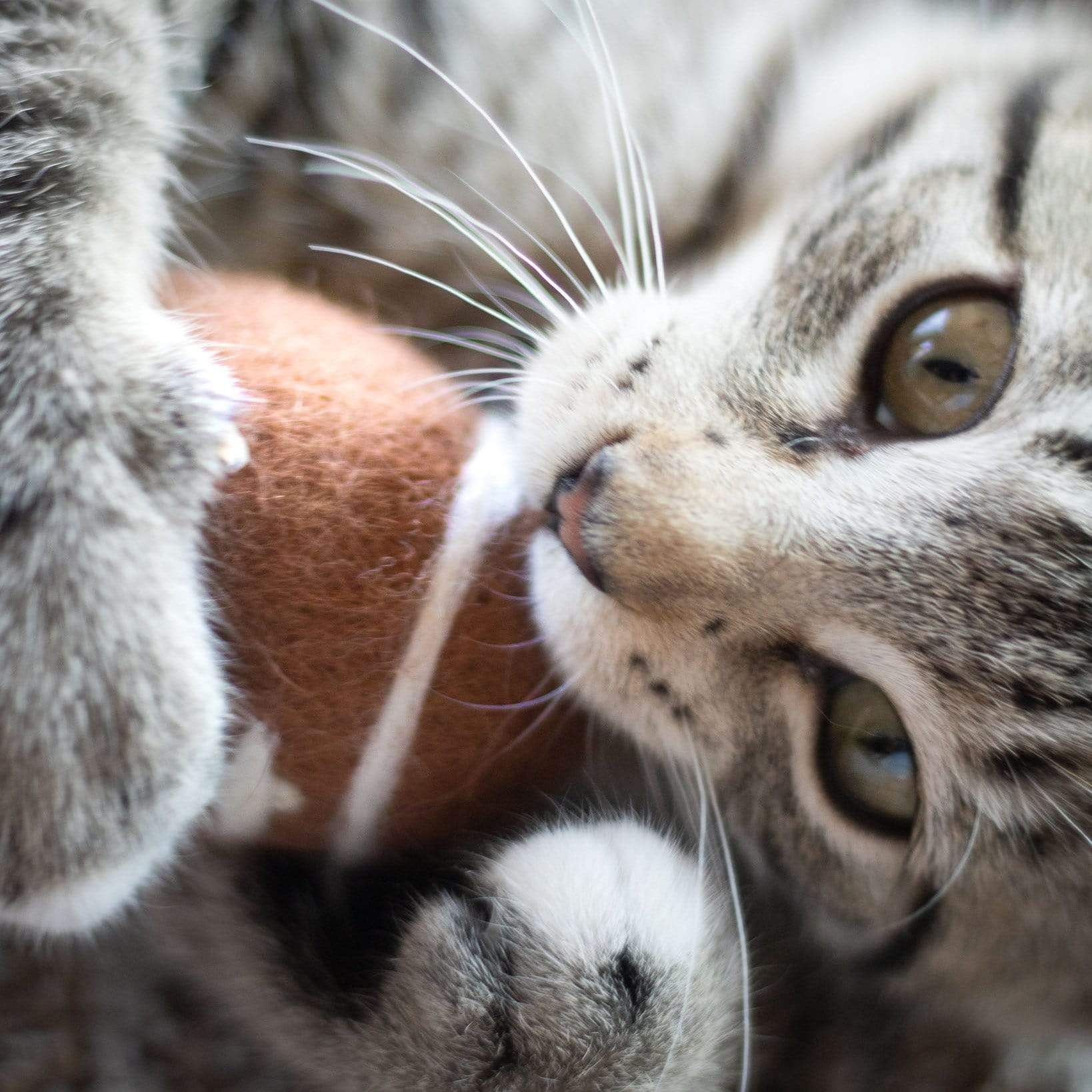 Sporty Pet Toys - Image 2