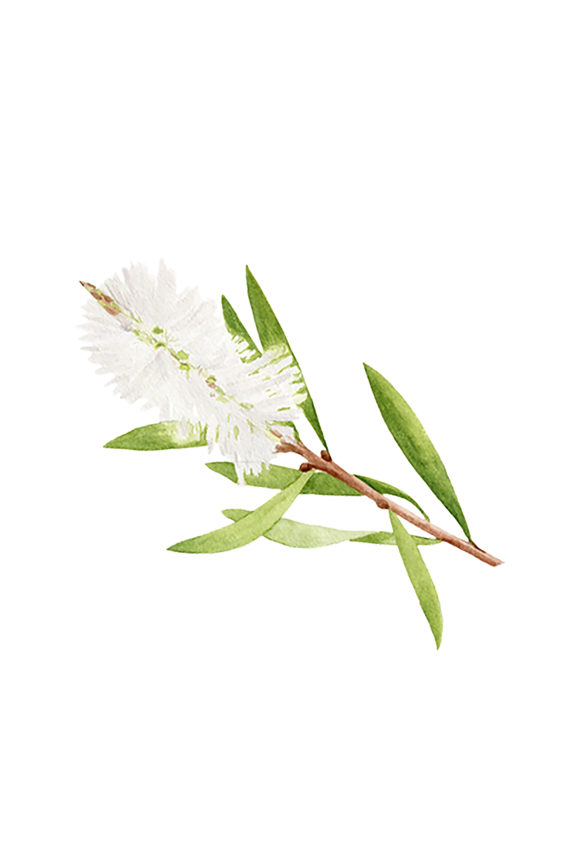 Tea Tree Essential Oil - Image 2